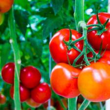 Imatge del recurs: Sembrar per entendre: viabilitat de l'autoproducci&oacute; d'aliments en entorns urbans.